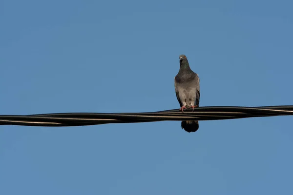 Pigeon Perching Street Electric Pole Cable — Stock Photo, Image