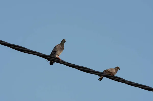 Pombo Poleiro Cabo Pólo Elétrico Rua — Fotografia de Stock