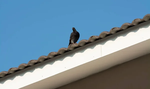 Taube Hockt Auf Dem Stromkabel Der Straße — Stockfoto