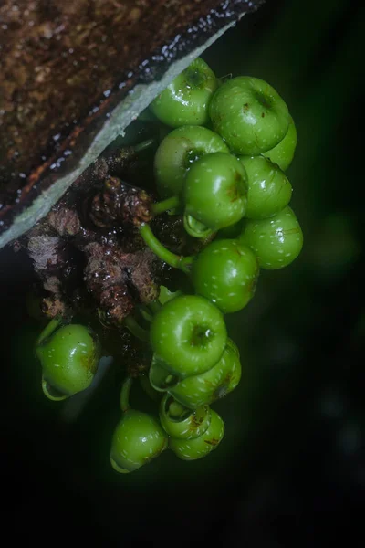 Plan Rapproché Ficus Sauvage Fistulosa Fruit — Photo