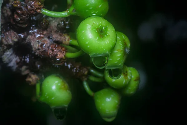 Tiro Cerca Fruta Ficus Fistulosa Salvaje —  Fotos de Stock