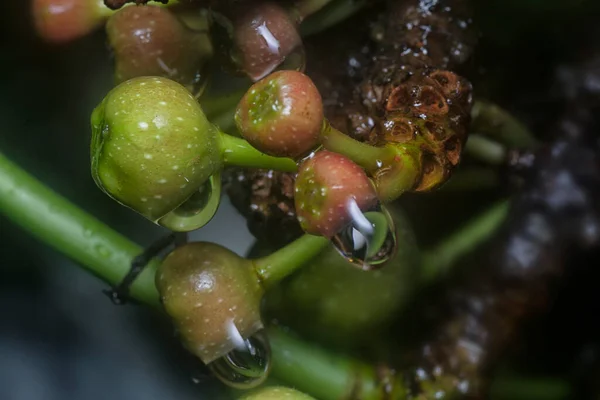 Närbild Vilda Ficus Fistulosa Frukt — Stockfoto