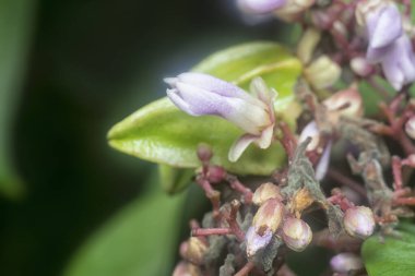 Averrhoa Carambola Flora 'nın yakın çekimi.