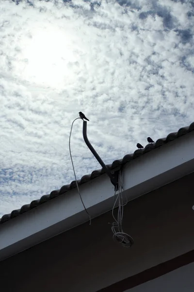 Beautiful Sky Background Sparrow Resting Rooftop Foreground — Fotografia de Stock