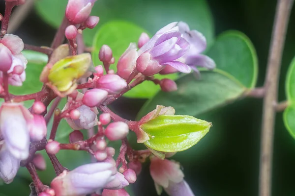 Zbliżenie Strzał Averrhoa Carambola Flora — Zdjęcie stockowe