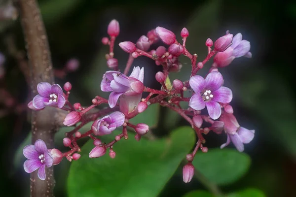 Close Tiro Flora Carambola Averrhoa — Fotografia de Stock