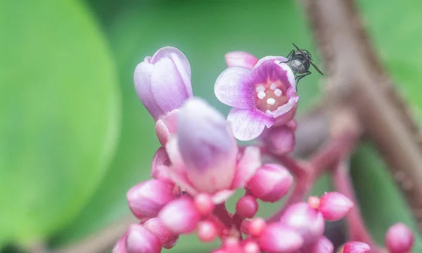 Zblízka Záběr Averrhoa Karambolové Flóry — Stock fotografie