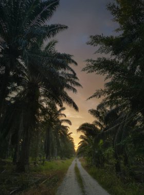 Sabah erkenden çiftliğe giden patikanın manzarası.