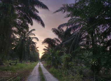 Sabah erkenden çiftliğe giden patikanın manzarası.