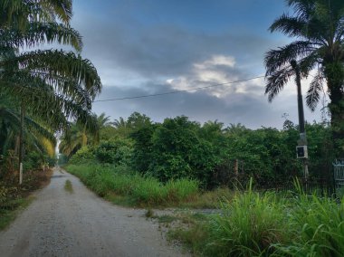 Sabah erkenden çiftliğe giden patikanın manzarası.