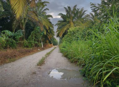 Sabah erkenden çiftliğe giden patikanın manzarası.