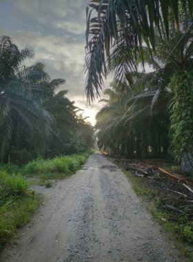 Sabah erkenden çiftliğe giden patikanın manzarası.