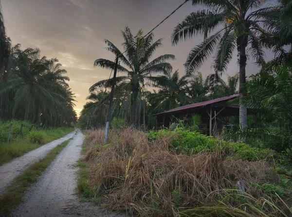 Sabah erkenden çiftliğe giden patikanın manzarası.