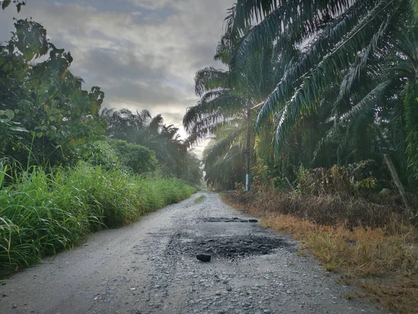 Sabah erkenden çiftliğe giden patikanın manzarası.