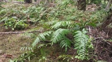 vahşi nephrolepis biserrata schott eğreltiotu yaprakları