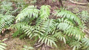 vahşi nephrolepis biserrata schott eğreltiotu yaprakları