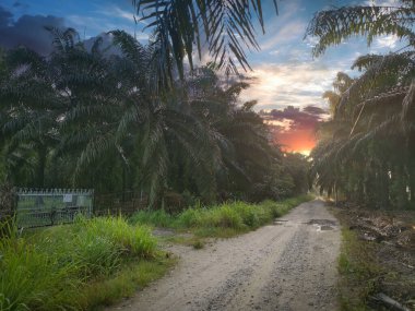 Sabah erkenden çiftliğe giden patikanın manzarası.