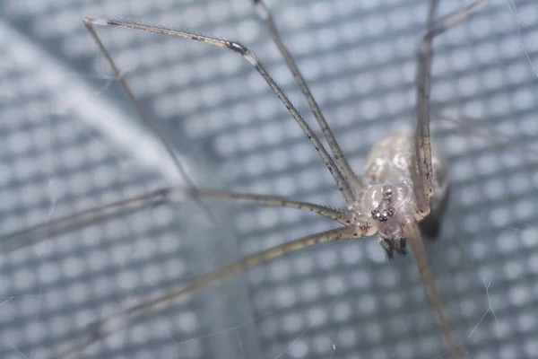 Nahaufnahme Einer Pholziden Spinne — Stockfoto