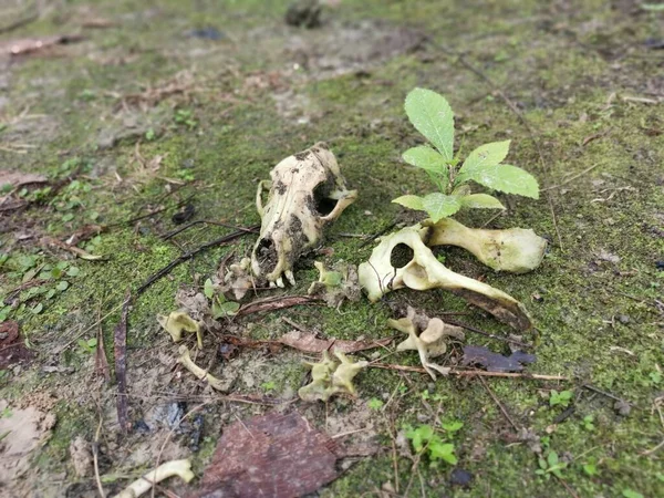 Restes Chien Trouvés Sur Sol Dans Nature — Photo