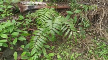 Vahşi nephrolepis biserrata schott eğreltiotu yaprakları tarlası