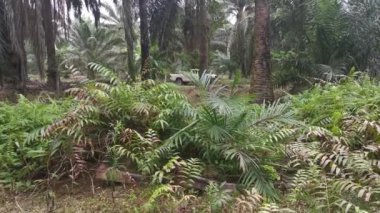 Vahşi nephrolepis biserrata schott eğreltiotu yaprakları tarlası