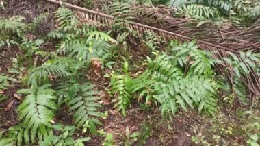 Vahşi nephrolepis biserrata schott eğreltiotu yaprakları tarlası