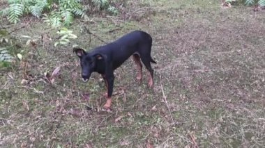 Vahşi Nephrolepis biserrata schott eğreltiotu tarlasında başıboş siyah bir köpek.