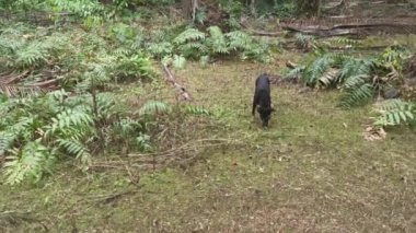 Vahşi Nephrolepis biserrata schott eğreltiotu tarlasında başıboş siyah bir köpek.