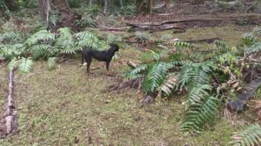 Vahşi Nephrolepis biserrata schott eğreltiotu tarlasında başıboş siyah bir köpek.