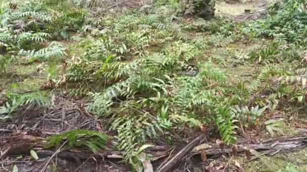 Campo Delle Foglie Selvatiche Felce Nefrolepis Biserrata Schott — Video Stock