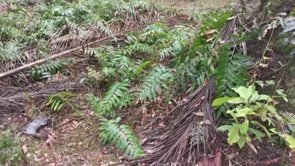 Vahşi Nephrolepis Biserrata Schott Eğreltiotu Yaprakları Tarlası — Stok video