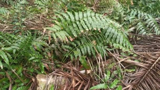 Campo Delle Foglie Selvatiche Felce Nefrolepis Biserrata Schott — Video Stock