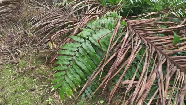 Campo Das Folhas Samambaia Nephrolepis Biserrata Schott Selvagens — Vídeo de Stock