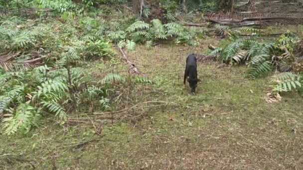 Chien Noir Errant Sur Terrain Nephrolepis Biserrata Sauvage Schott Fougère — Video