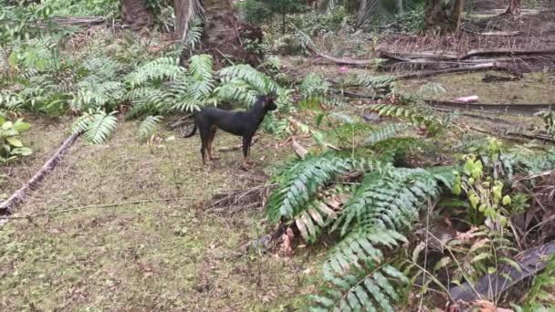 Randagio Nero Cane Campo Selvaggio Nephrolepis Biserrata Schott Felce — Video Stock