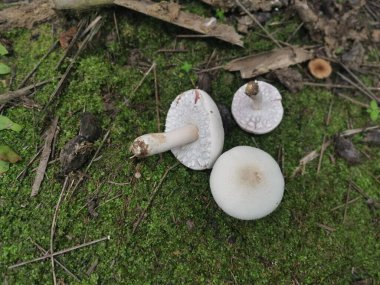 Vahşi beyaz agaricus arvensis mantarı