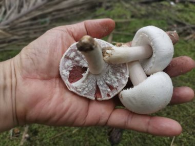 Vahşi beyaz agaricus arvensis mantarı