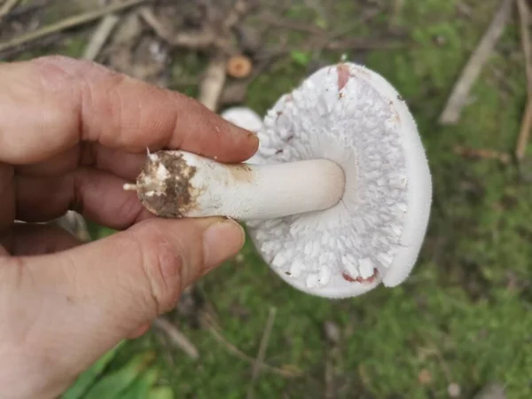 野生的白金银花蘑菇 — 图库照片
