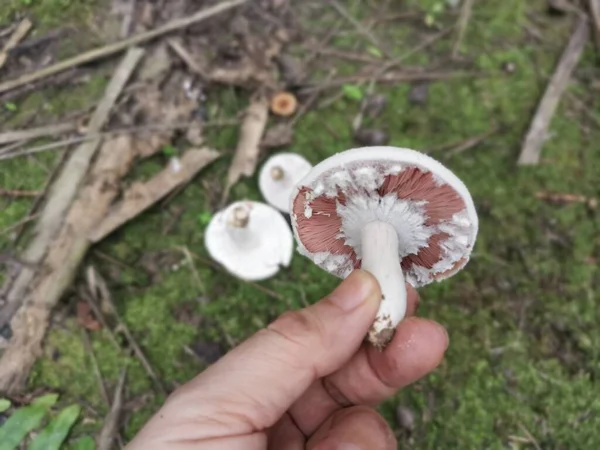 Vahşi Beyaz Agaricus Arvensis Mantarı — Stok fotoğraf