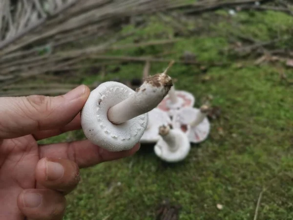 Dziki Biały Grzyb Agaricus Arvensis — Zdjęcie stockowe