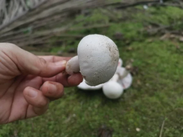 Seta Agaricus Arvensis Blanca Silvestre — Foto de Stock