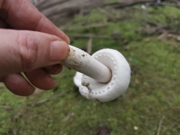 Seta Agaricus Arvensis Blanca Silvestre — Foto de Stock