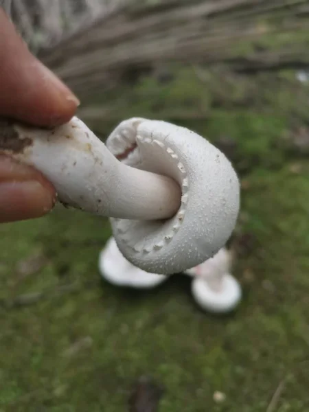 Cogumelo Agaricus Arvensis Branco Selvagem — Fotografia de Stock