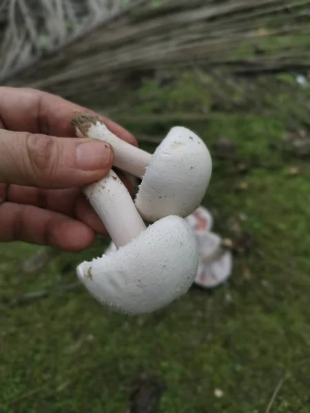 Dziki Biały Grzyb Agaricus Arvensis — Zdjęcie stockowe