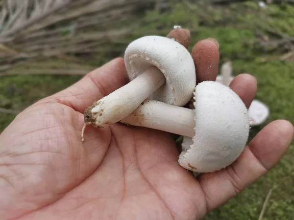 Dziki Biały Grzyb Agaricus Arvensis — Zdjęcie stockowe