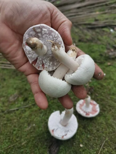 Agaricus Blanc Sauvage Arvensis Champignon — Photo