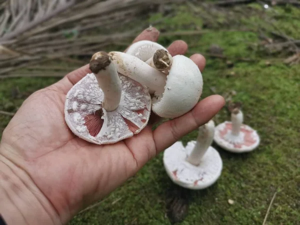 Cogumelo Agaricus Arvensis Branco Selvagem — Fotografia de Stock