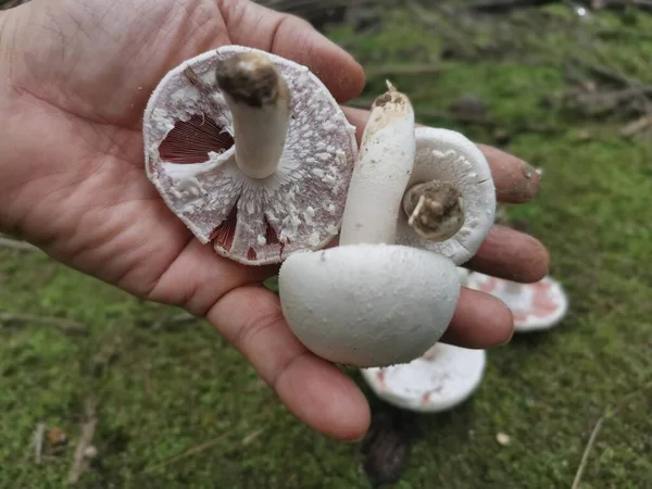 Wilder Weißer Agaricus Arvensis Pilz — Stockfoto