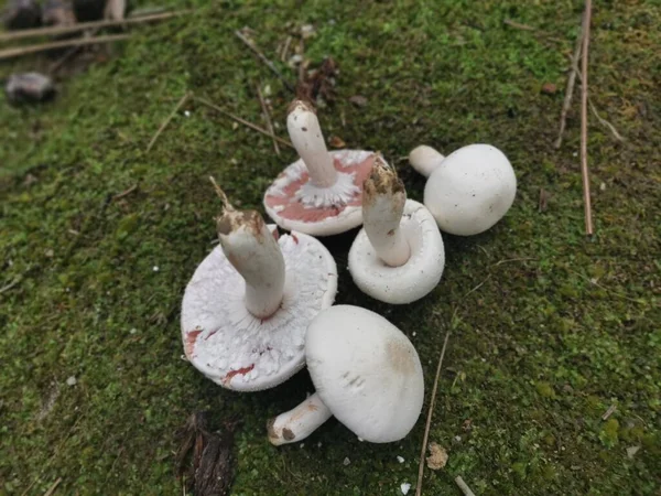 Wild White Agaricus Arvensis Mushroom — Stock Photo, Image