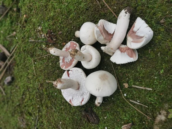 Fungo Agaricus Arvensis Bianco Selvatico — Foto Stock